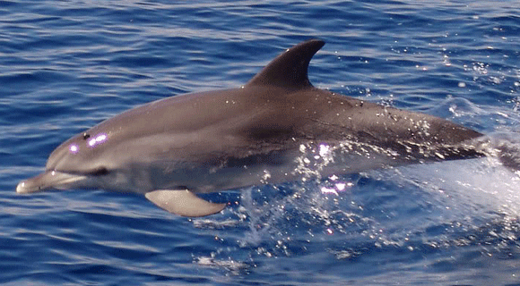 Лечение дельфинами: миф или реальность?